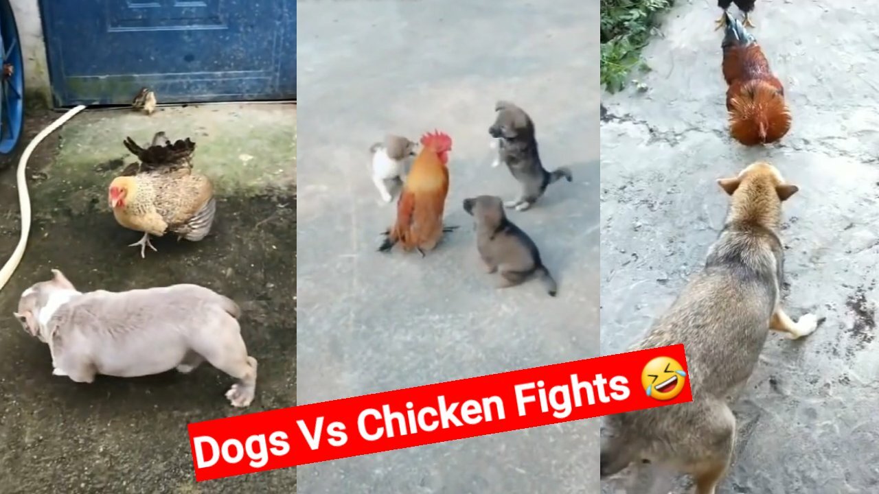 Dogs Vs Chicken Fights - Cute Fighting In Ground Areas