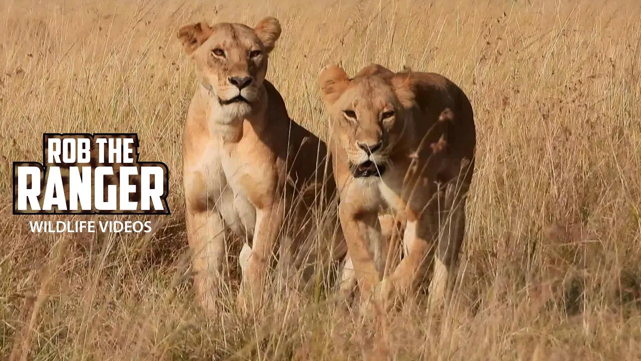 Lion Pride Crossing The Plains | Lalashe Maasai Mara Safari