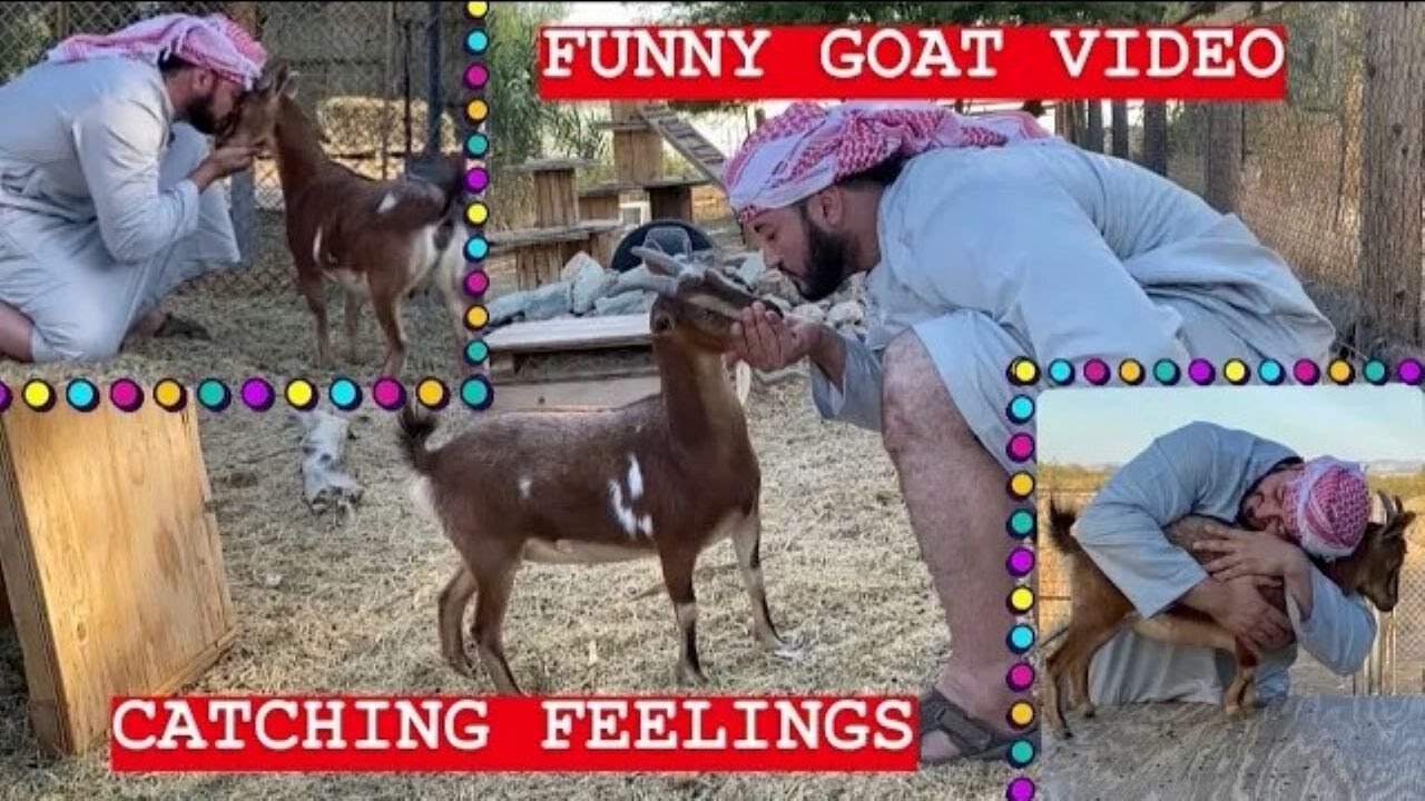 GOAT VIDEO TRY NOT TO LAUGH | FUNNY SKIT