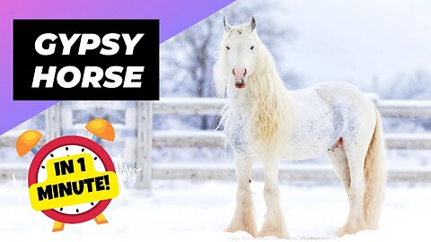 Gypsy Horse - In 1 Minute! 🐴 One Of The Most Beautiful Horses In The World | 1 Minute Animals