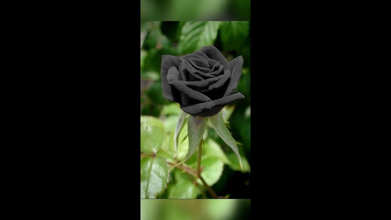 all colours types Rose Black Rose