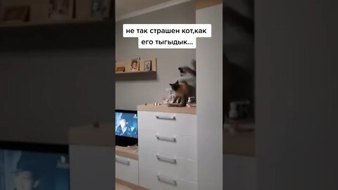 #shorts Смешные Коты Из Тик Тока 233 Funny Cats From Tiktok