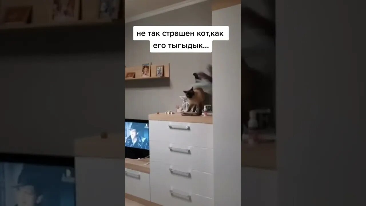 #shorts Смешные Коты Из Тик Тока 233 Funny Cats From Tiktok