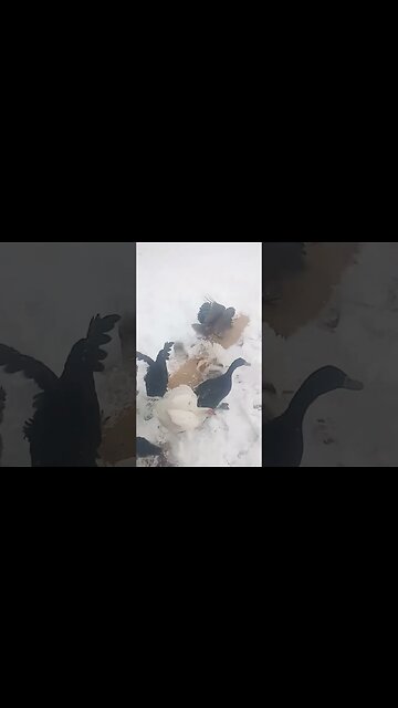 Chickens and Snow