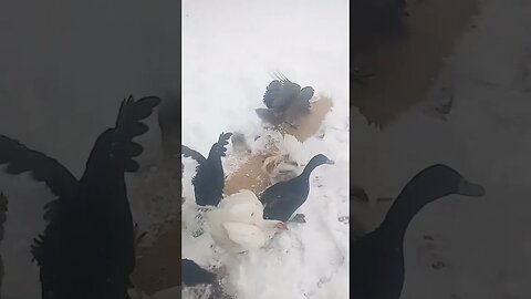 Chickens and Snow