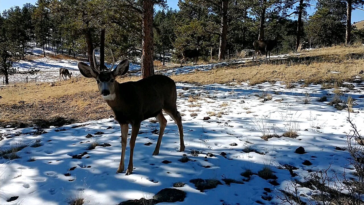 Young Buck Mule Deer Walks Right Up Towards Us