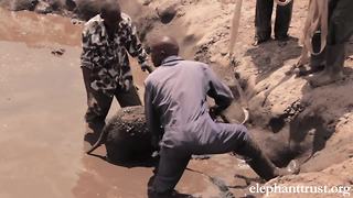 5-day-old elephant rescued from muddy pond