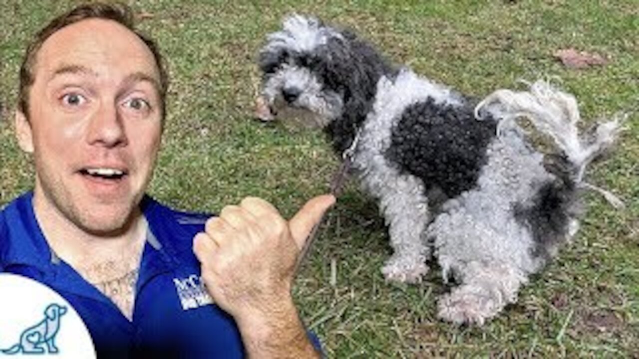 Potty Training A Puppy To Go Outside - Professional Dog Training Tips