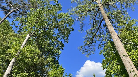 Clean Green Trees