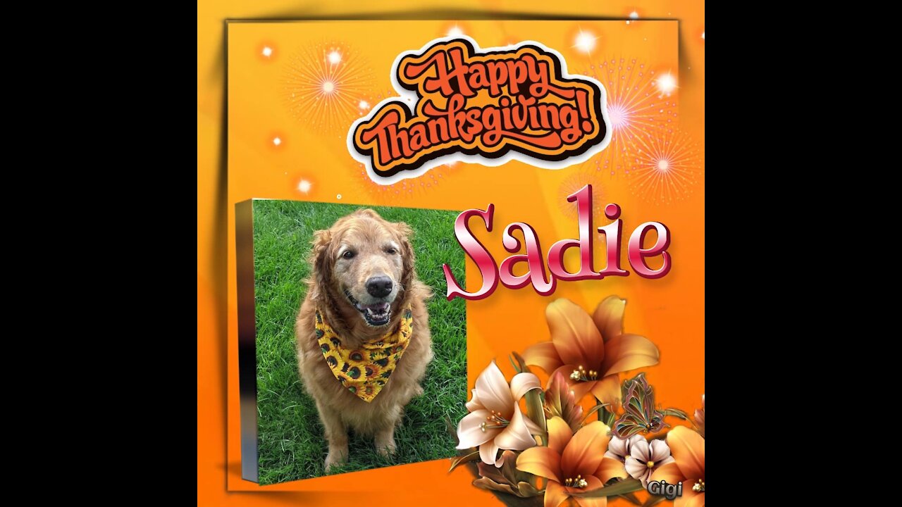 Golden Retrievers: Hearts of Gold Thanksgiving 2021