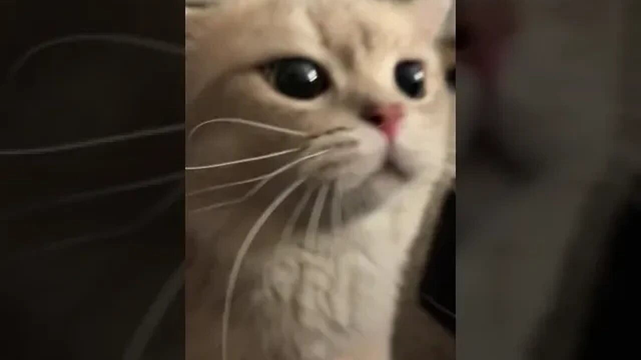 CAT VIDEO