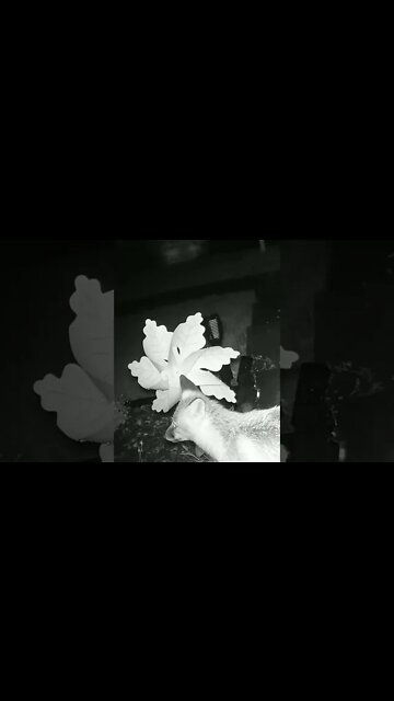 A Fox In The Pouring Rain #Shorts 🌧