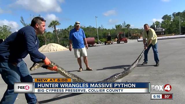 16-foot python caught in Big Cypress National Preserve