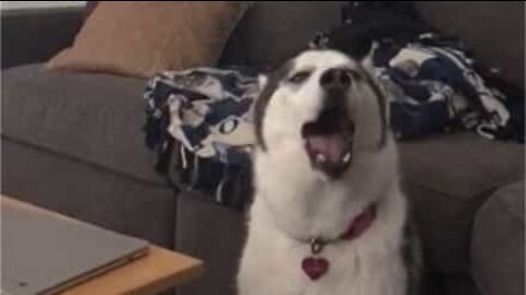 Husky adora cantar o tema de Family Guy