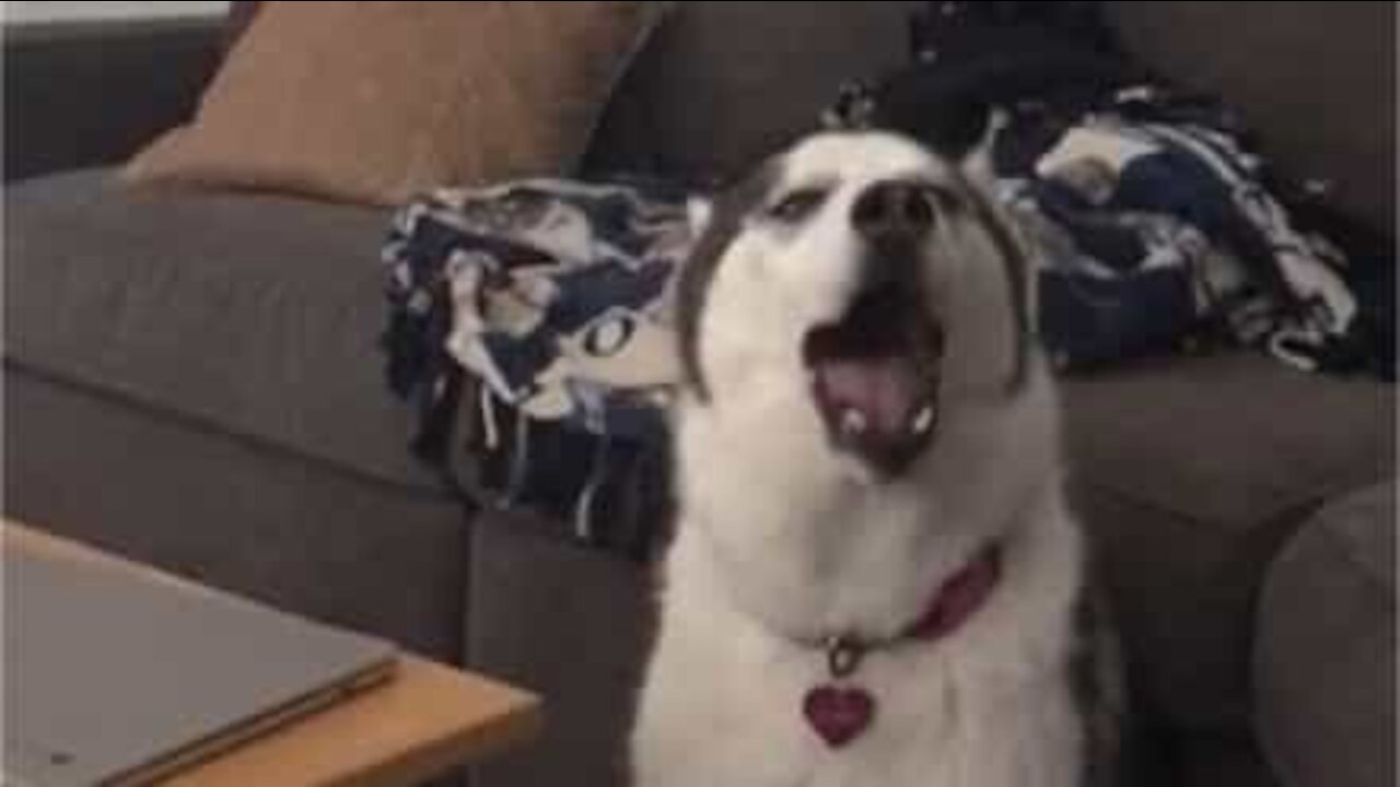 Husky adora cantar o tema de Family Guy