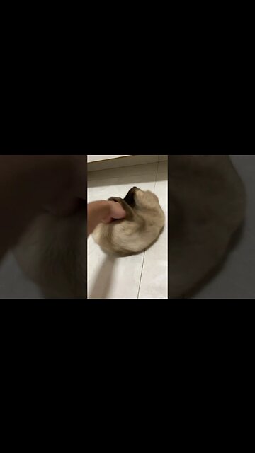 Romeu tentando se refrescar nesse calor #shorts