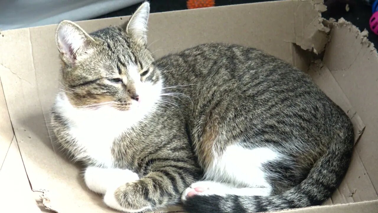 Cat Is Crazy about this Box