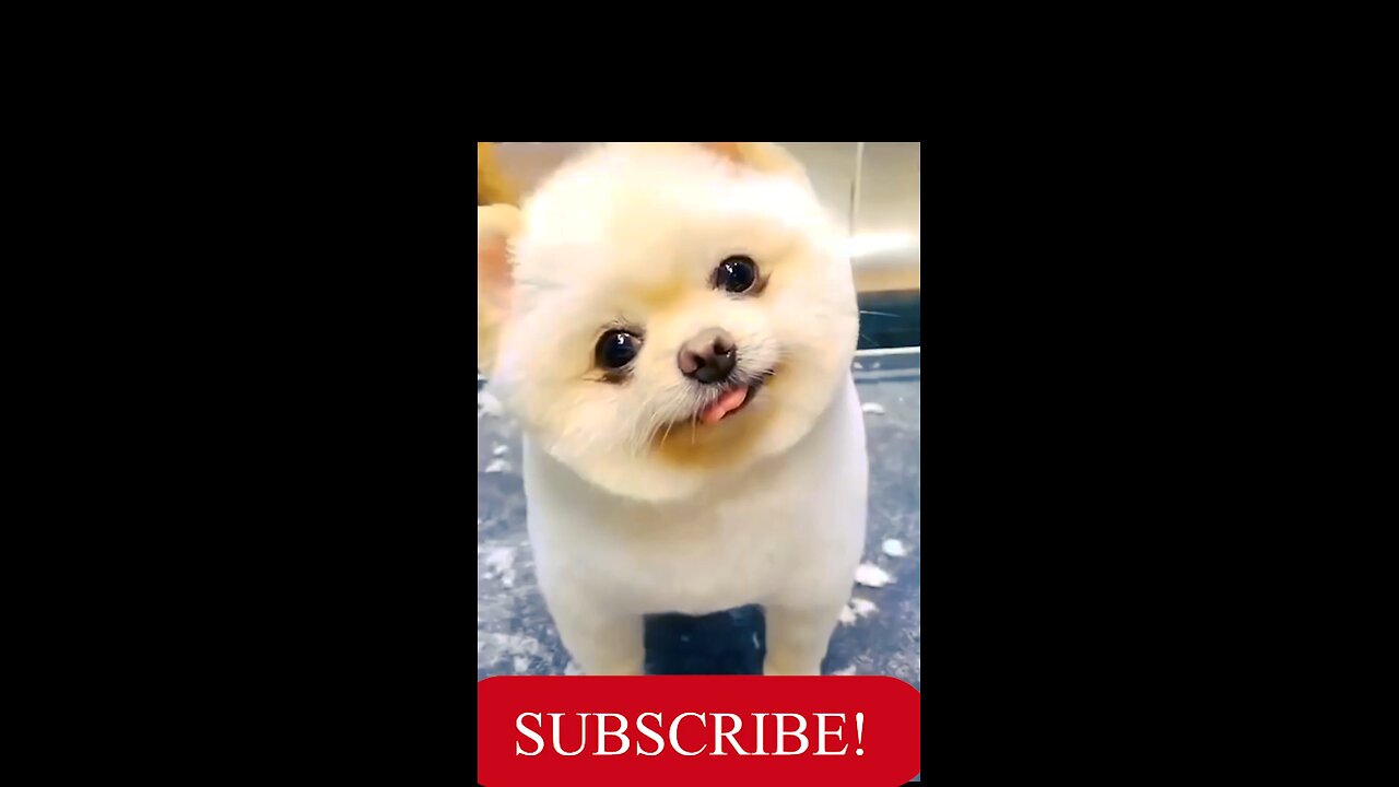 Cute Puppy video ️ _ Funny Puppy Video 🤣 @26_Full-HD