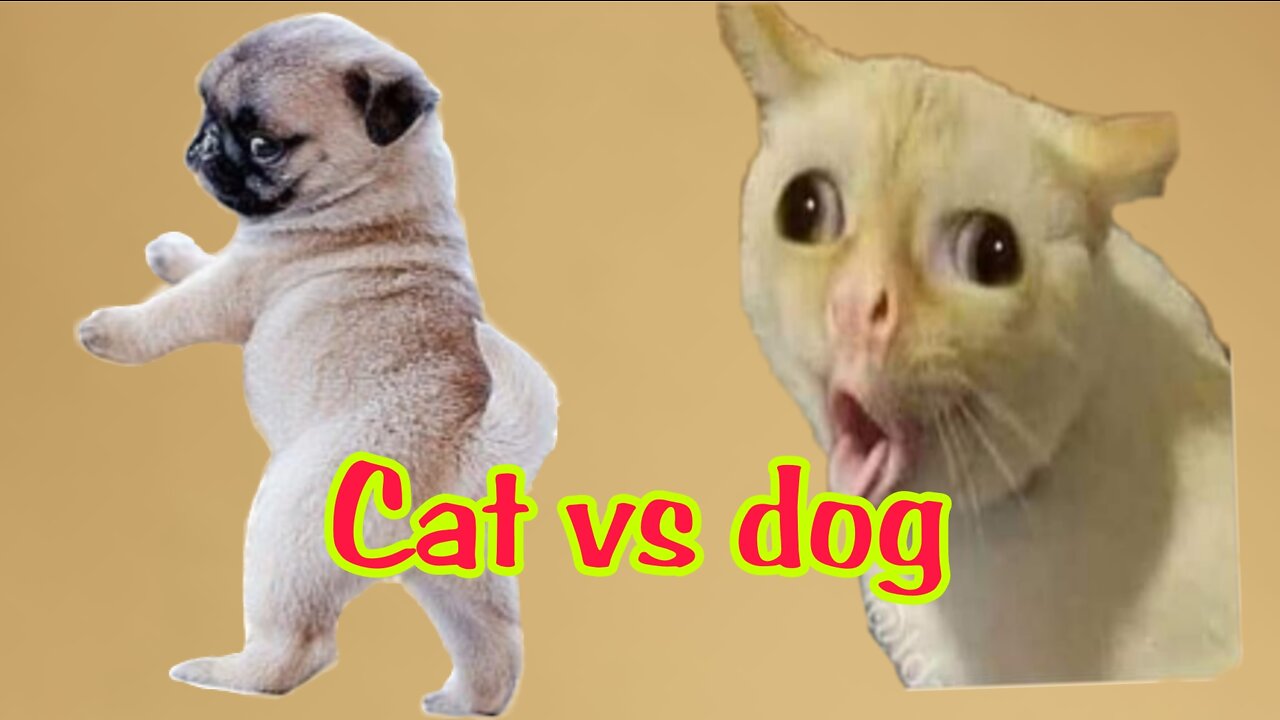 Dog funny with cat is very funny