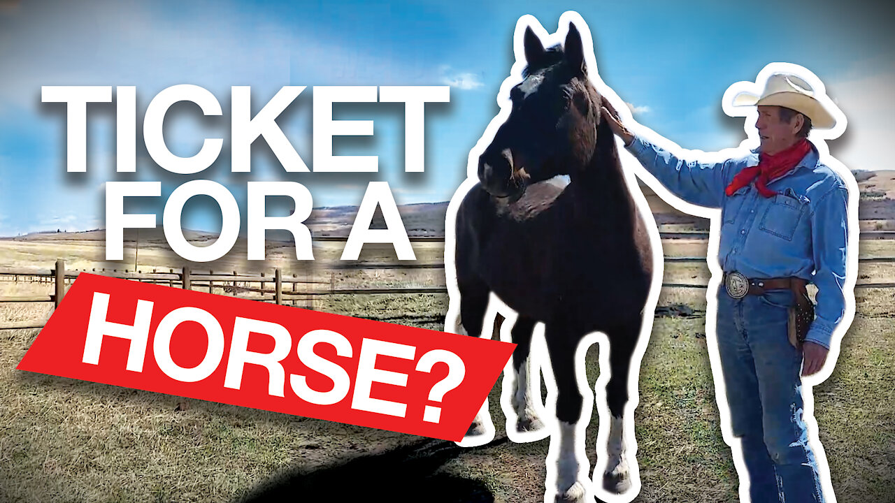 Two tickets for attending freedom rally — one for you, one for the horse