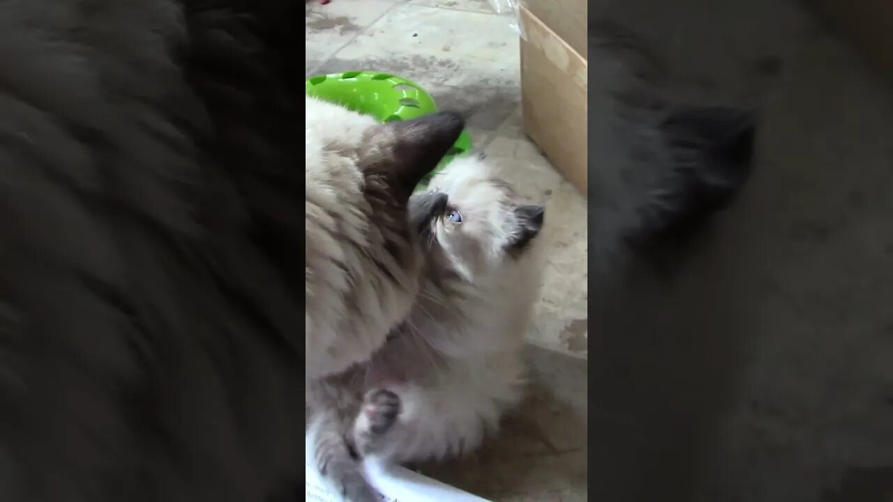 Adorable Kittens Playing #Shorts 😻