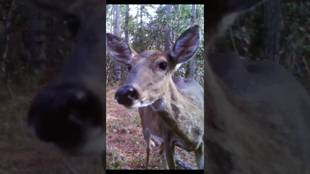 Doe up close