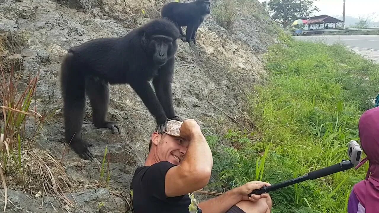 Crazy Monkeys! Are Black macaques Friendly?