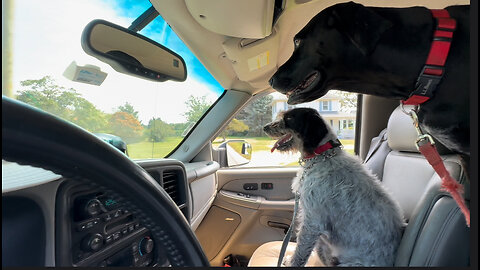 “Double G” Gunner & Grady Do The Southold Dog Park