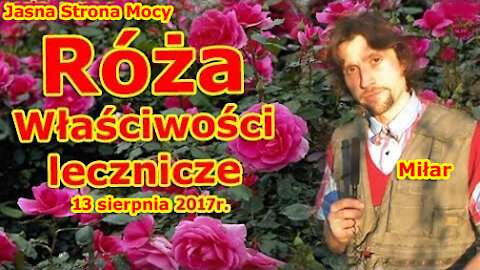 Kącik zielarski - Dzika Róża