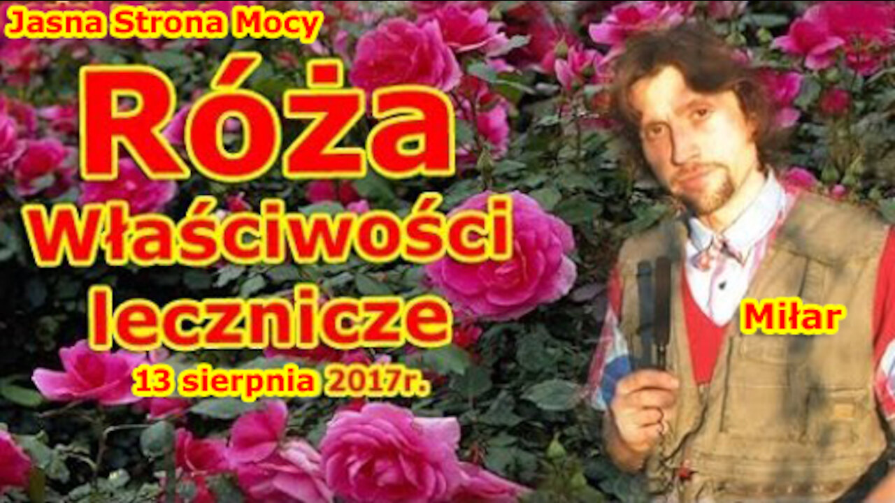 Kącik zielarski - Dzika Róża