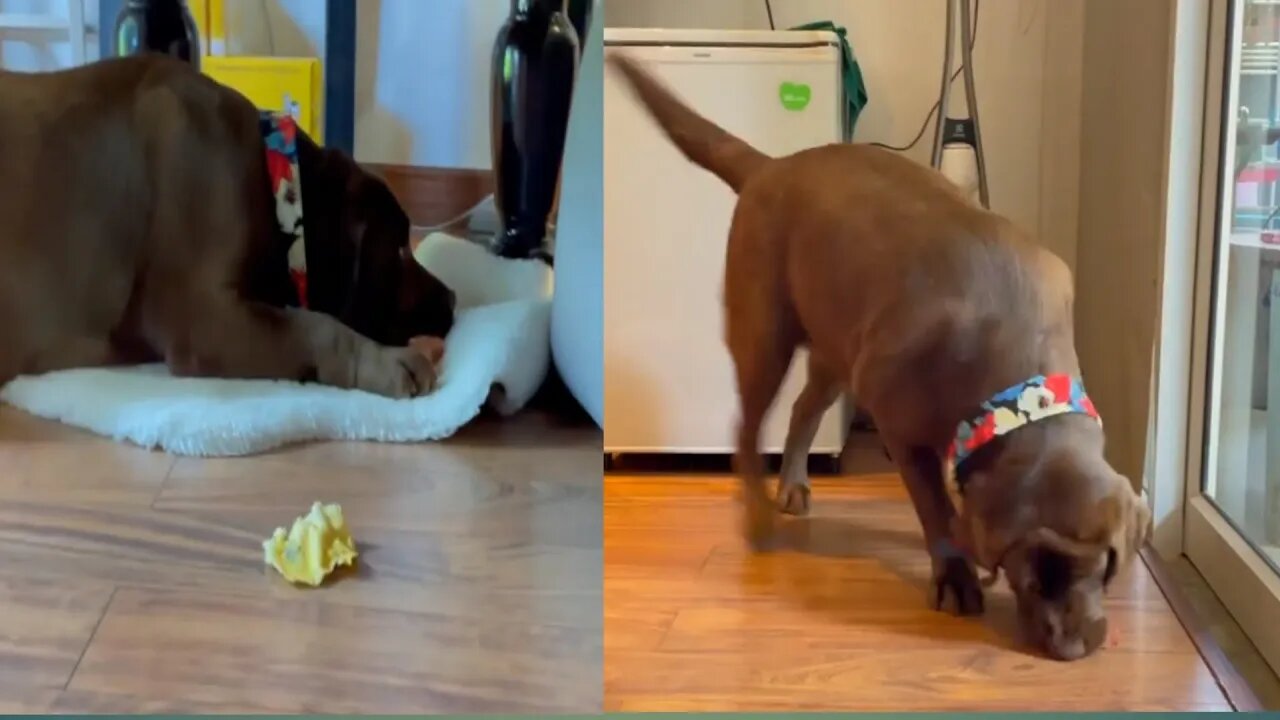 The best dog Play and funny quite dog Naturefuture