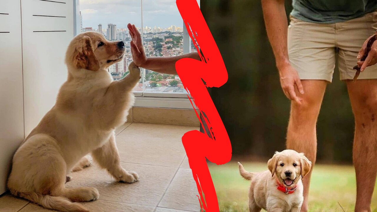 Lovely Dogs - Dog Doing Exercises Together With its Owner