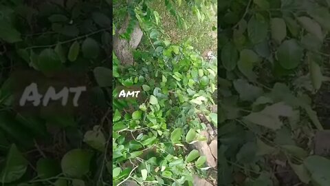 mere bhai Mere Dushman WhatsApp status