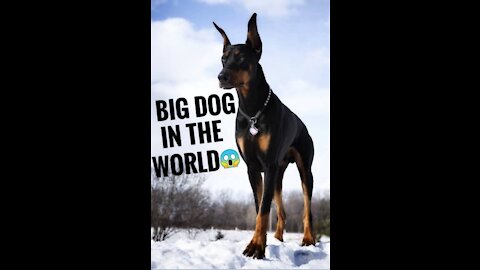 The big dogs in the world