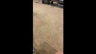 Reese playing