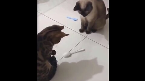 funny behavior of a cat playing spoon