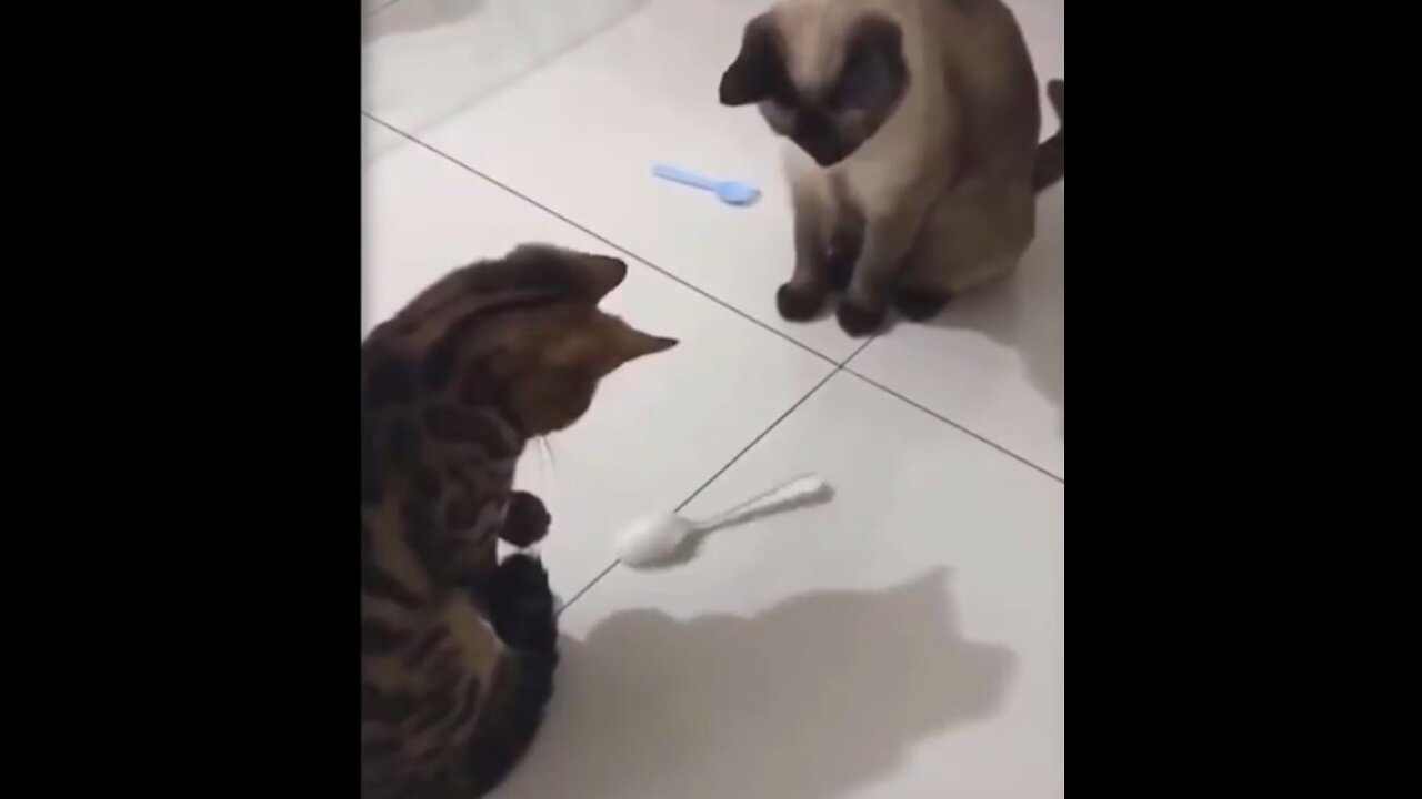 funny behavior of a cat playing spoon