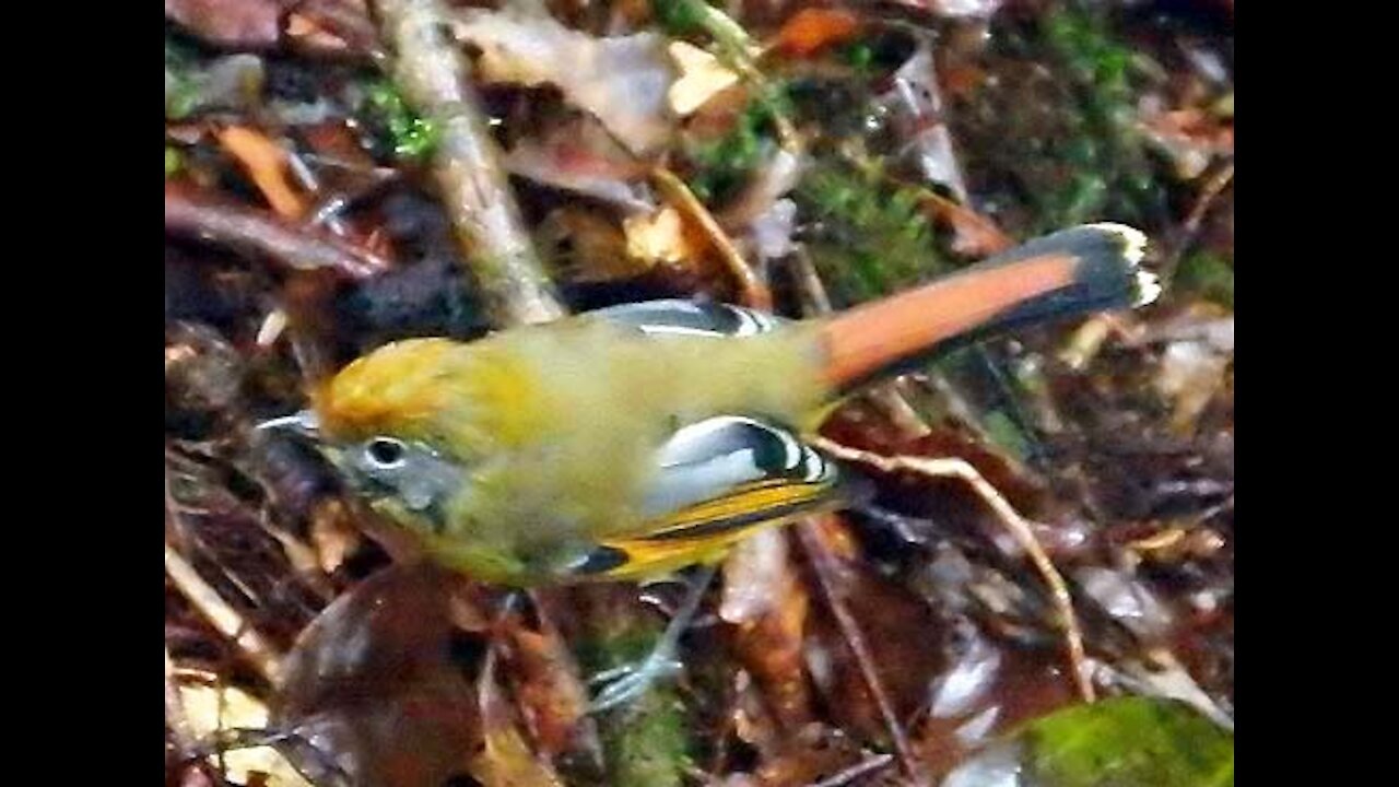 Chestnut-tailed Minla bird photo