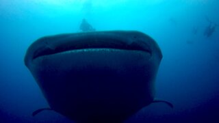 Gigantic whale sharks cruise right through group of scuba divers