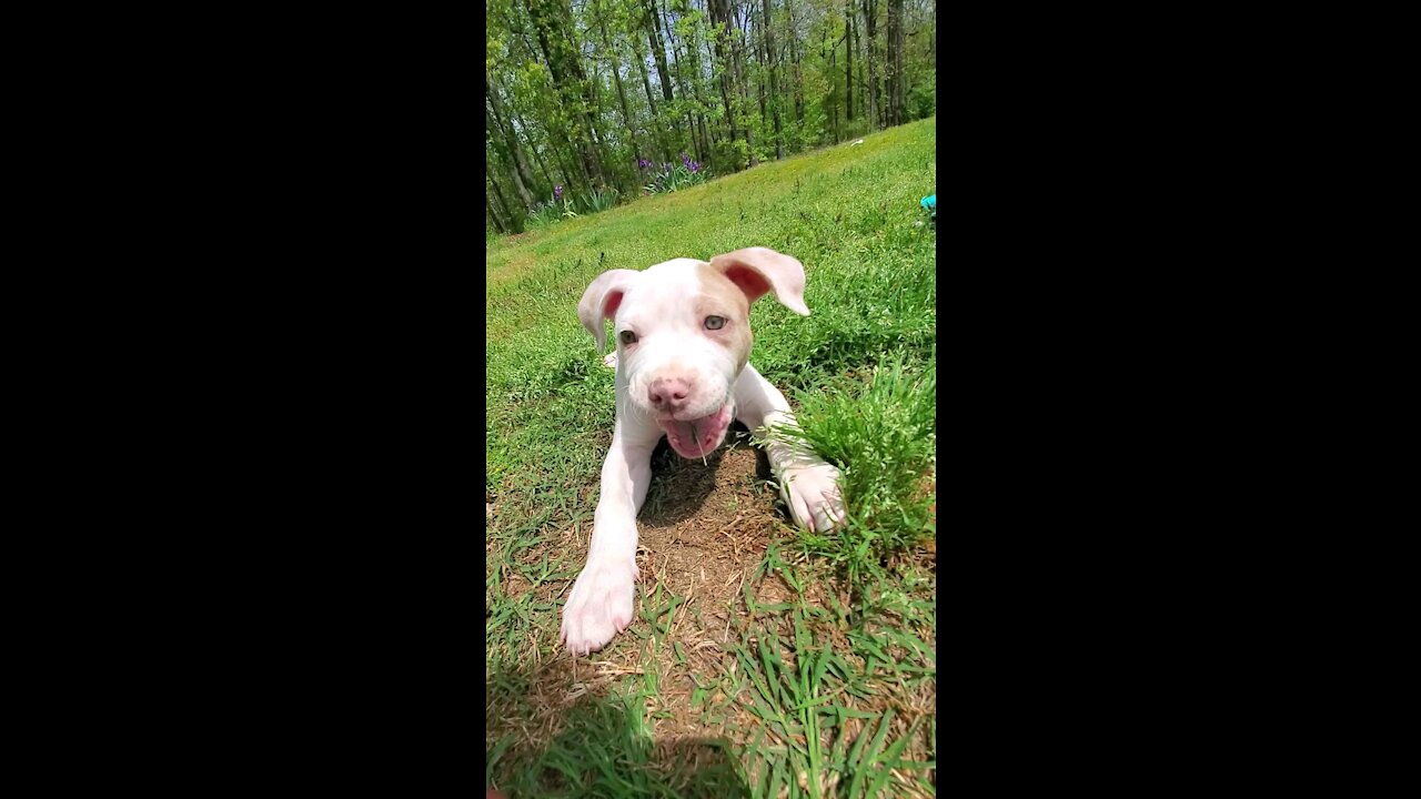 Goku the pitbull puppy and 4 wheelers