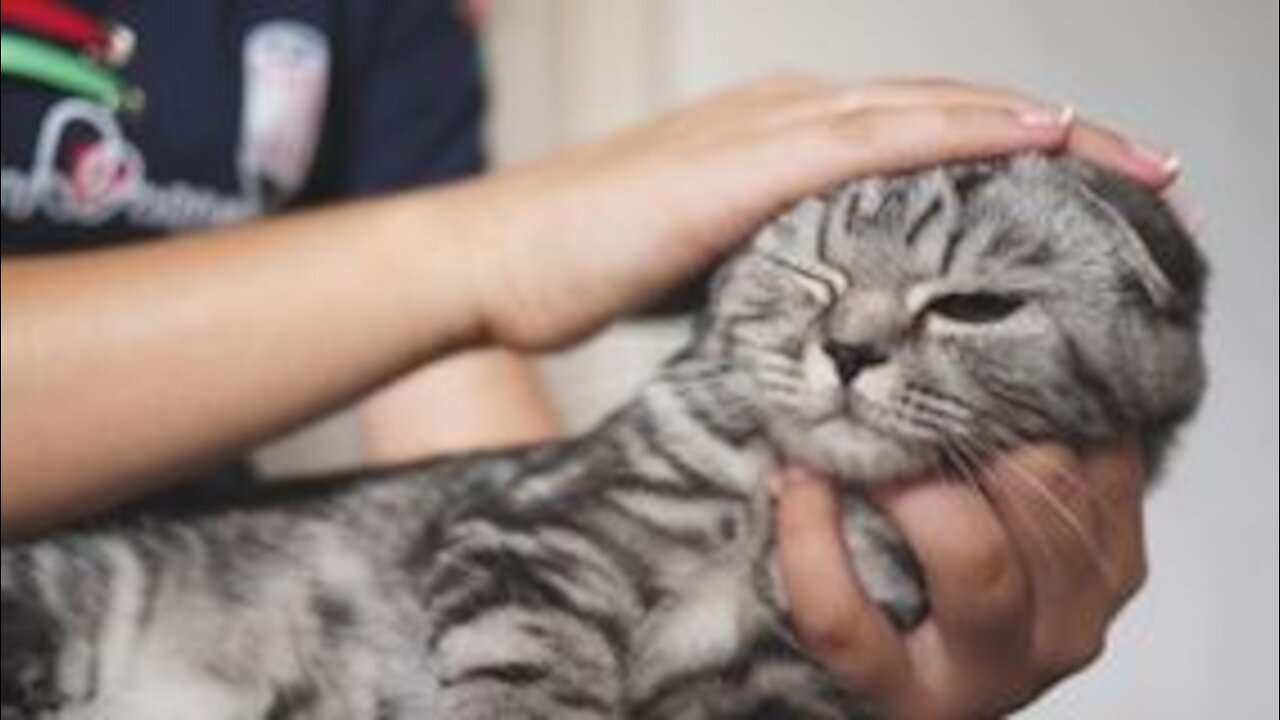 Watching funny cats is the hardest try not to laugh challenge - cute cats