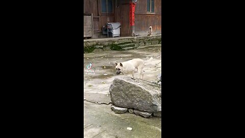 Title: "Pawsitively Grooving: The Dog is Dancing"