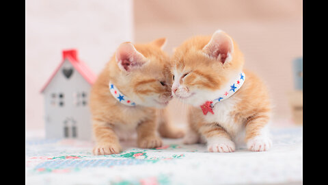 Hey one in a Million love cat Cute kitten hugs puppy _shorts _pets _cats _puppy _dog