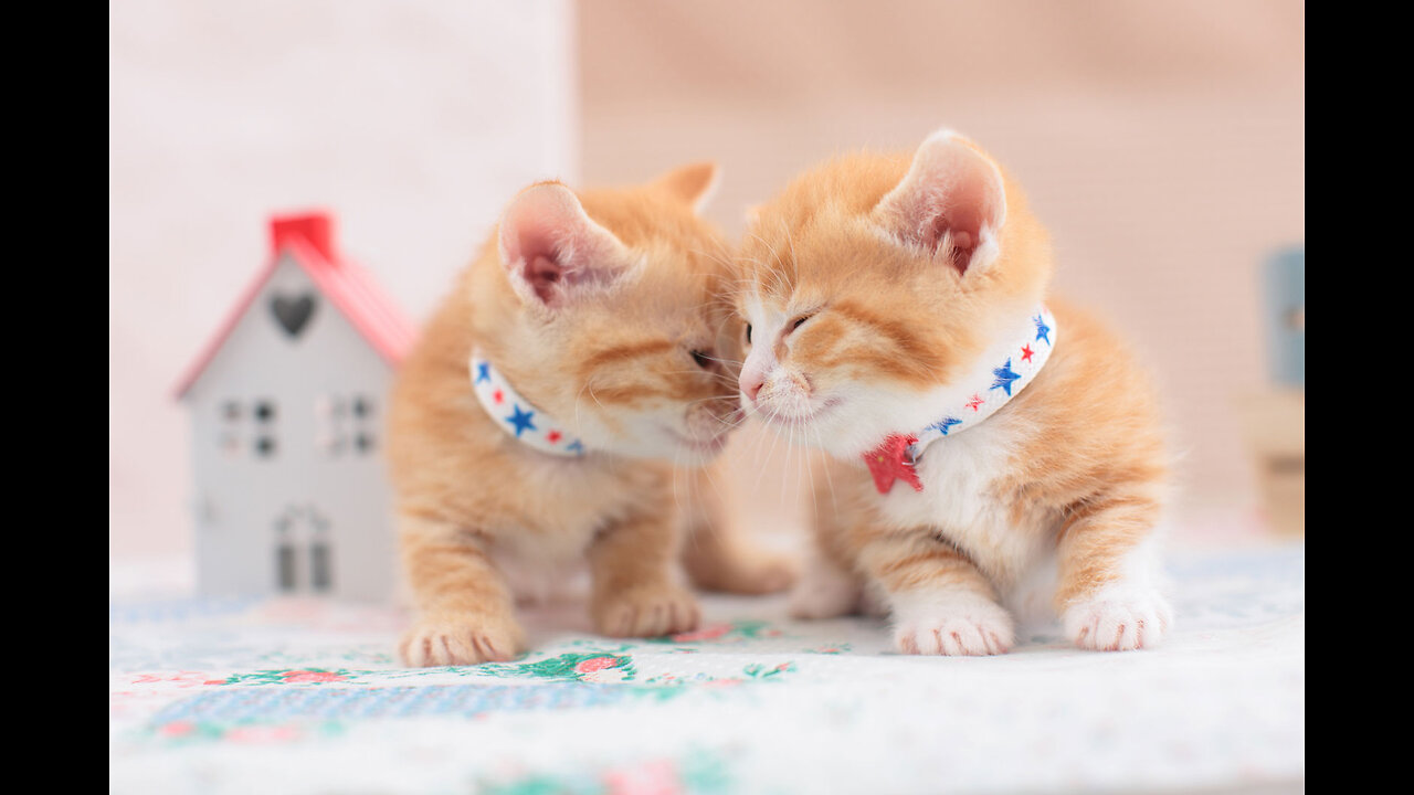 Hey one in a Million love cat Cute kitten hugs puppy _shorts _pets _cats _puppy _dog