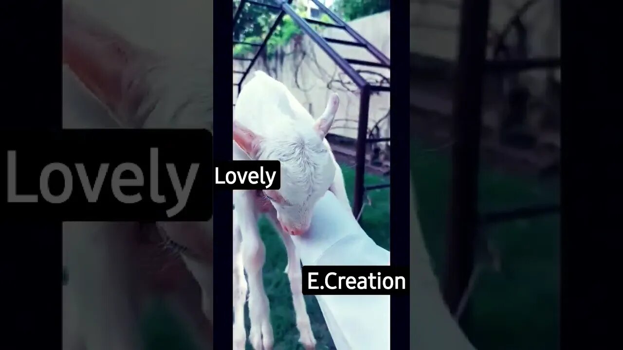 All day with Goats..