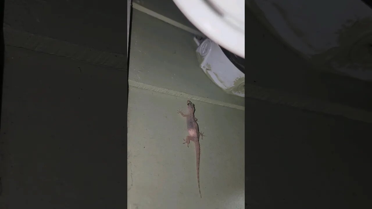 Wild Backyard Gecko Eats Fly, Then Reveals His Lair. #shorts #Gecko #Lair