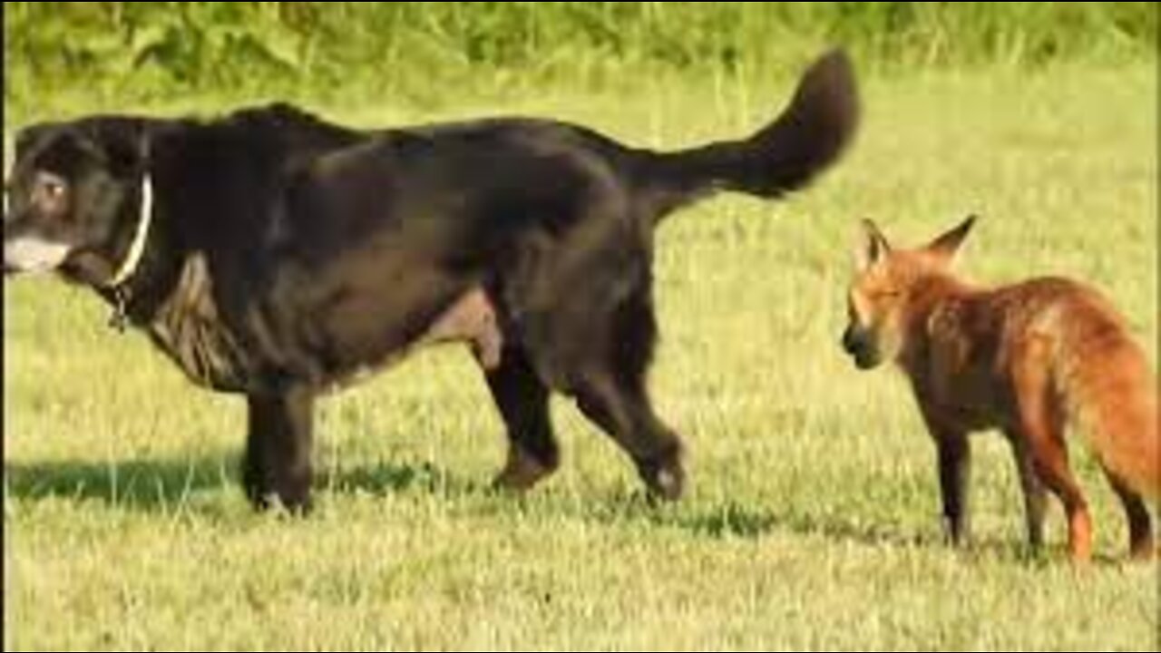 fox vs dog - Raposa vs cachorro