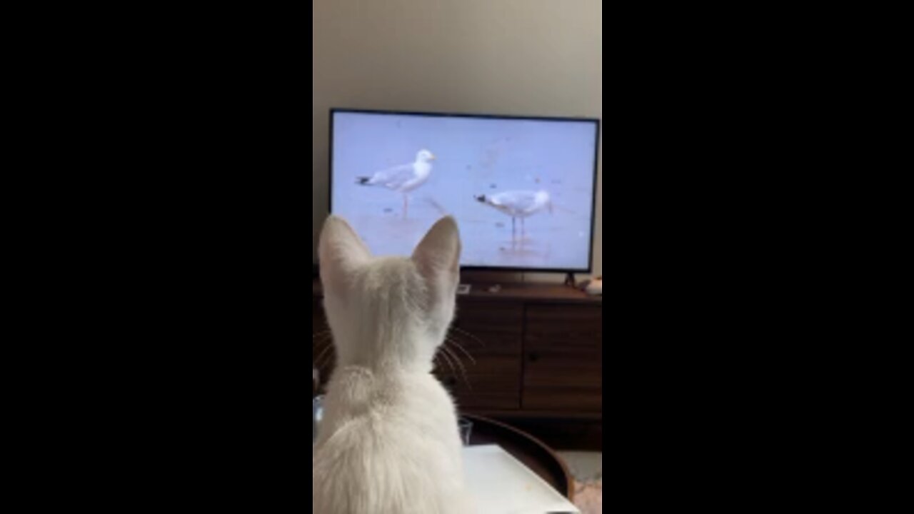 Cute kitty watching animals on TV