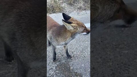 Animal rescue | 🦊 | We helped the fox that got stuck on the way, the fox that got thirsty ✨ #Animal