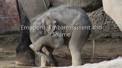 Sunday PM: Emotions: Embarrassment and Shame